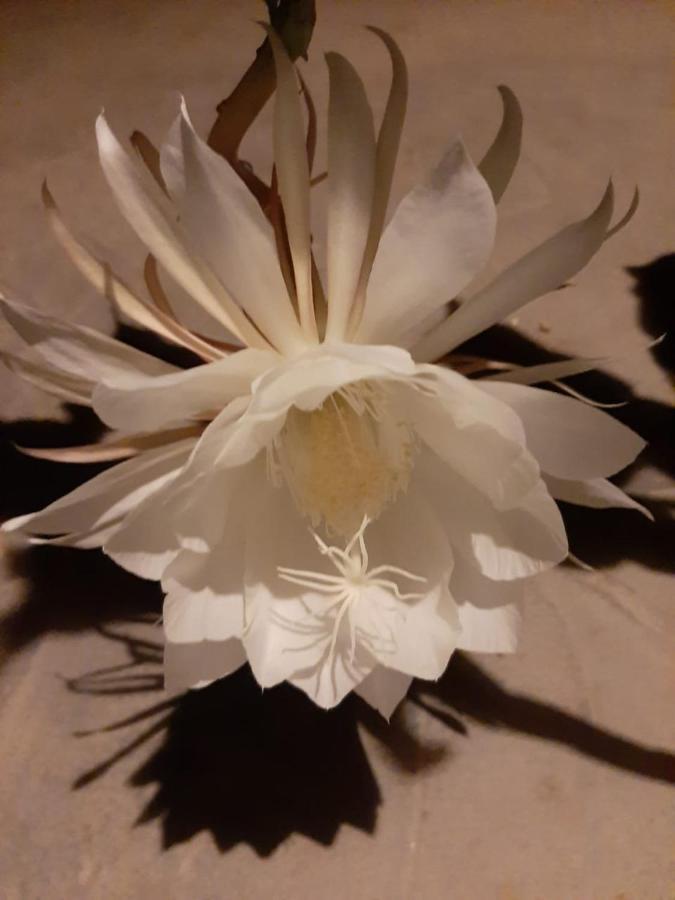 Ning Ning Guesthouse Muang Ngoi Dış mekan fotoğraf